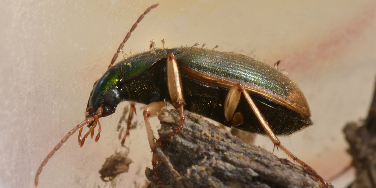 Carabidae: Elaphropus sp.?  No, Tachyura sp.